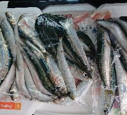 ゴールデンウィーク後半、令和元年、初釣り