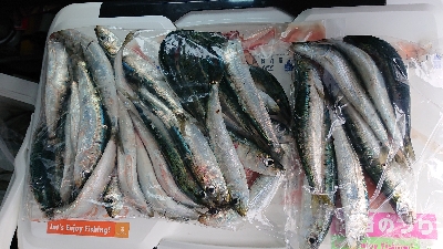 ゴールデンウィーク後半、令和元年、初釣り