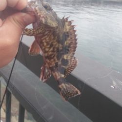 貝塚人工島水路 ガシラのみ アジ釣れず