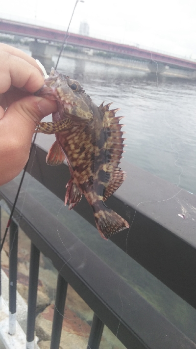 貝塚人工島水路　ガシラのみ　アジ釣れず