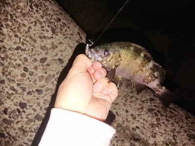 メバル～太刀魚～青物