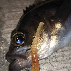 シャローハンター