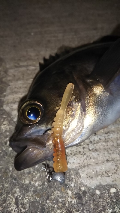 シャローハンター