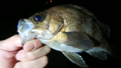 仕事終わりのメバリング