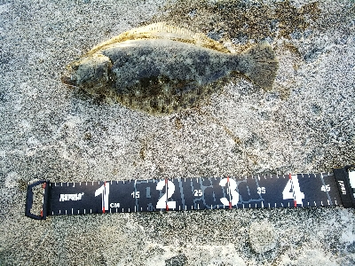 マッチ・ザ・ベイト