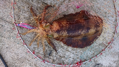 今季初のキロUP❗