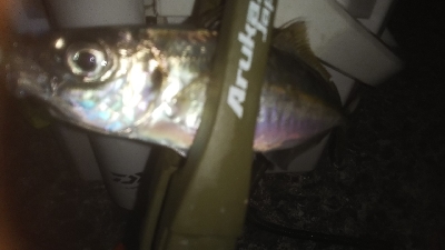 マズメはアジング