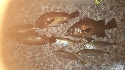 メバリングアジング