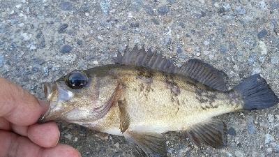 初めて立ち寄った漁港で