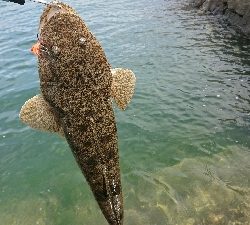 広島市河川でマゴチ！