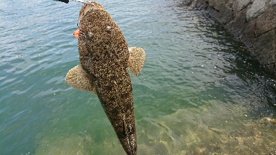 広島市河川でマゴチ！