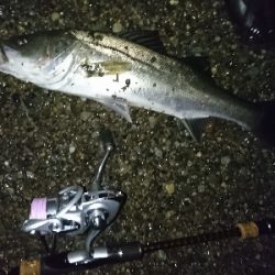 メバル狙いのはずが…