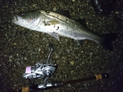 メバル狙いのはずが…