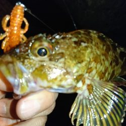 アコウ釣りたかったけど…