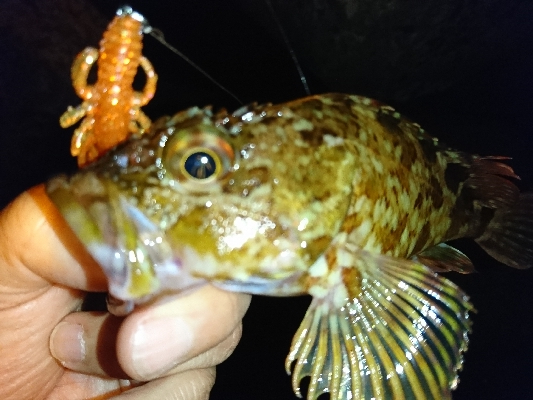 アコウ釣りたかったけど…