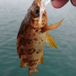 ライトゲーム&キス釣り