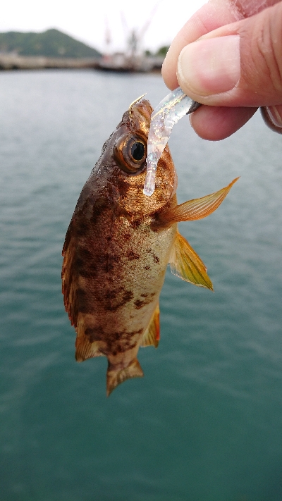 ライトゲーム&キス釣り