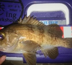 メバルロードは続くのね