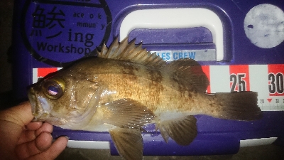 メバルロードは続くのね