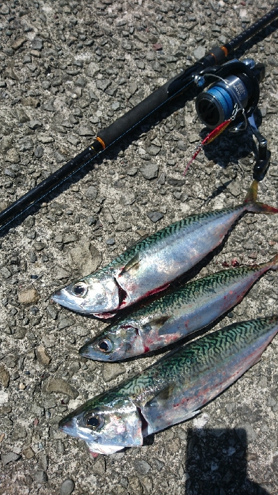 ライトショアジギング サバ