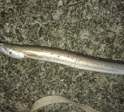 ライトショアジギング ハモ