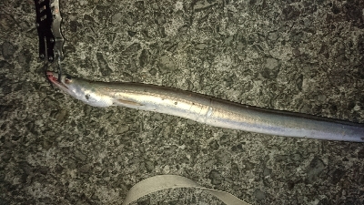 ライトショアジギング ハモ