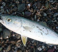 仁淀川周辺サーフ、ライトショアジギング ワカナ