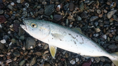 仁淀川周辺サーフ、ライトショアジギング ワカナ