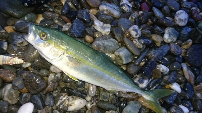 仁淀川周辺サーフ、ライトショアジギング ワ…