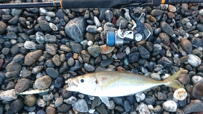 仁淀川周辺サーフライトショアジギング