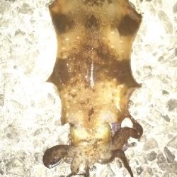 春アオリイカ来た~