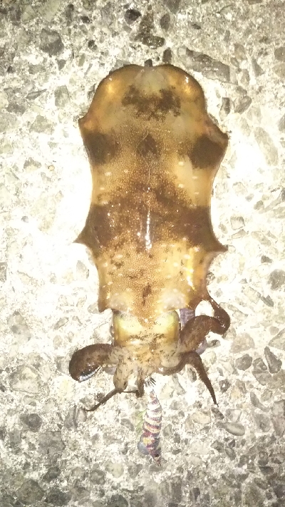 春アオリイカ来た～