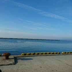 やばいのが来ました