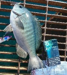 青物狙いでまさかの…