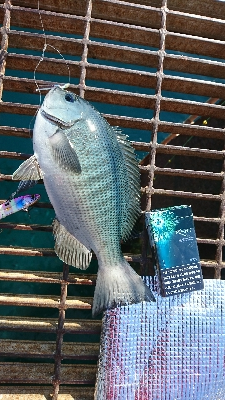 青物狙いでまさかの…