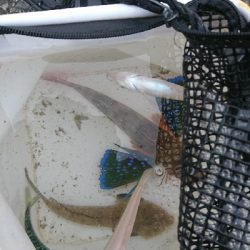 戸津井からの片男波夜釣りでキス