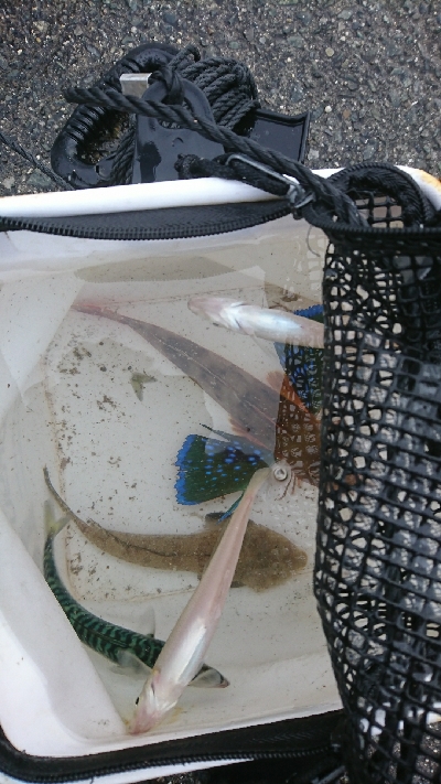 戸津井からの片男波夜釣りでキス