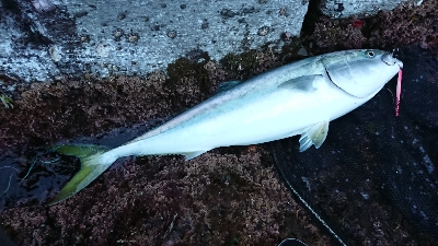 磯から90cmオーバーの鰤！ショアジギ。