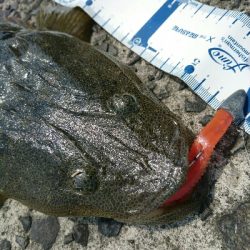 フラット狙い釣行で、ようやく60弱のマゴチ❗