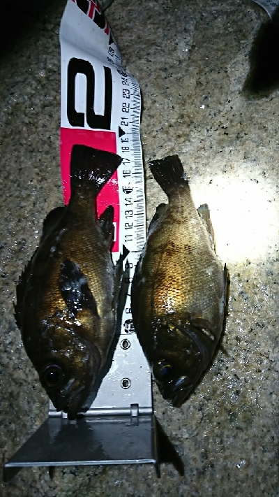 メバル苦戦…！