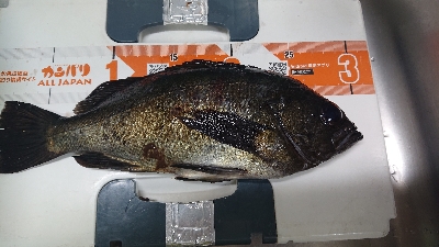 デカメバリング