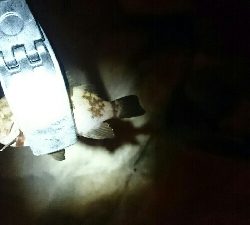 30分間メバリング