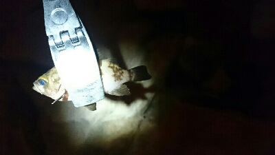 30分間メバリング