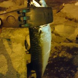 30分間アジ狙い