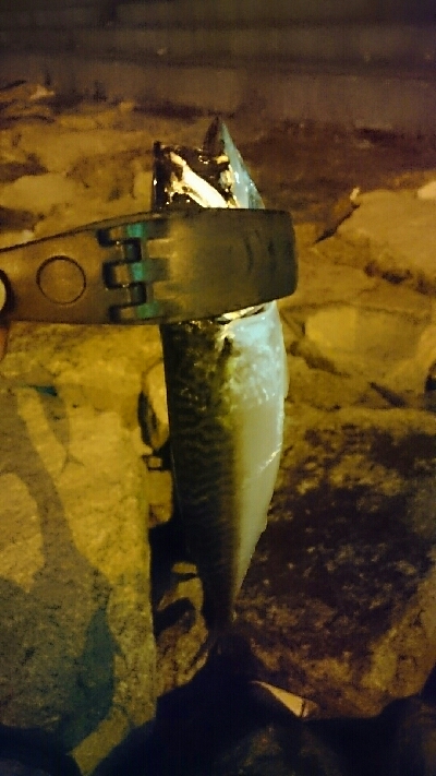 30分間アジ狙い