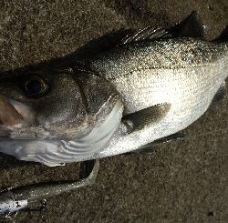 地磯でヒラスズキ