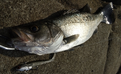 地磯でヒラスズキ