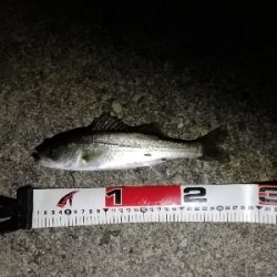 ナイトシーバスゲーム