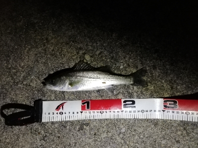 ナイトシーバスゲーム