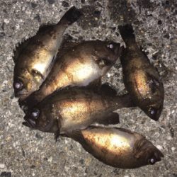 明石ライトゲーム